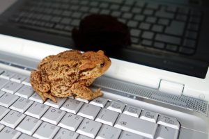 a reflection of toad on the screen while it sits on the computer