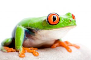 frog on rock against solid white background, red-eyed tree frog macro (Agalychnis callidryas) with focus on eye